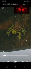 Dendropsophus molitor