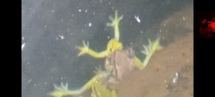 Dendropsophus molitor