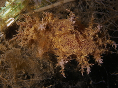 Dendronotus europaeus