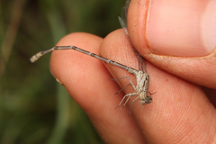 Pseudagrion massaicum