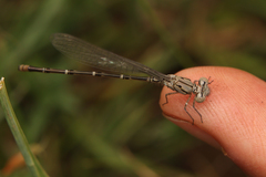 Pseudagrion massaicum