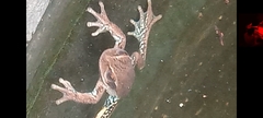 Dendropsophus molitor