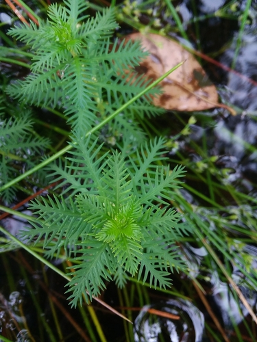 Image of Proserpinaca intermedia by (c) Will McFarland, some rights reserved (CC BY)