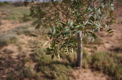 Pistacia atlantica