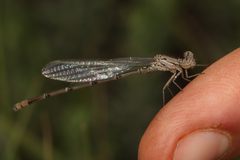 Pseudagrion massaicum