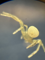 Misumessus oblongus