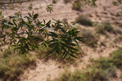 Pistacia atlantica
