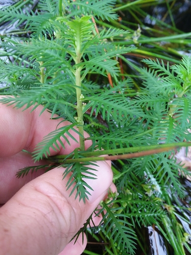 Image of Proserpinaca intermedia by (c) Will McFarland, some rights reserved (CC BY)