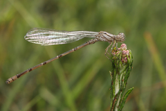 Pseudagrion massaicum