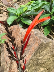 Dianthera