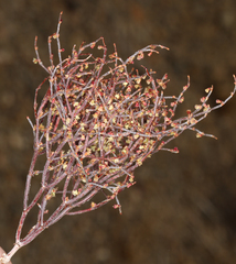 Eriogonum nidularium