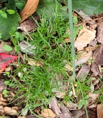 Cosmos bipinnatus