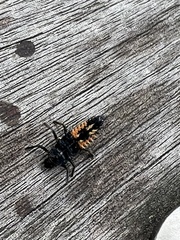 Harmonia axyridis