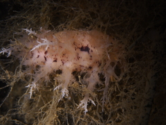 Dendronotus europaeus