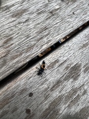 Harmonia axyridis