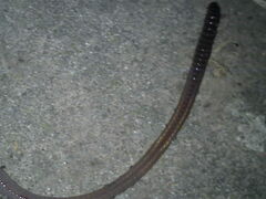 Lumbricus