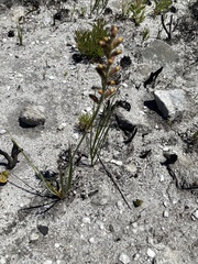 Tritoniopsis parviflora