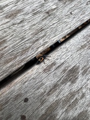 Harmonia axyridis