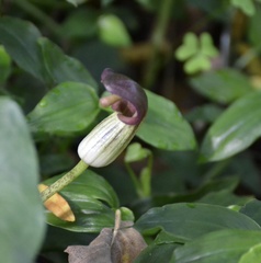 Arisarum simorrhinum