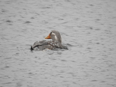 Tachyeres patachonicus