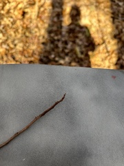 Asimina triloba