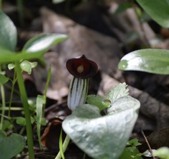Arisarum simorrhinum