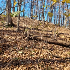 Asimina triloba