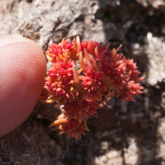 Crassula glomerata