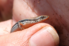 Panaspis wahlbergii