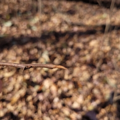 Asimina triloba