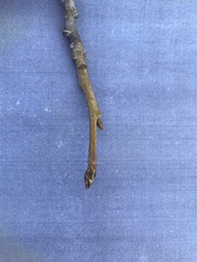 Liquidambar styraciflua