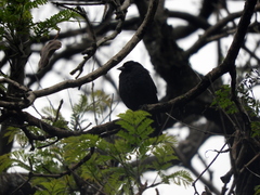 Molothrus rufoaxillaris