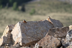 Monticola saxatilis