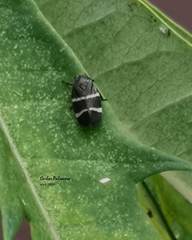 Aeneolamia albofasciata