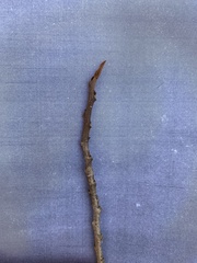 Asimina triloba