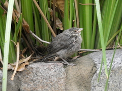 Molothrus bonariensis