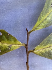 Asimina triloba