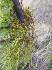 Misodendrum punctulatum