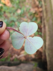 Oxalis oregana