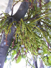 Misodendrum punctulatum