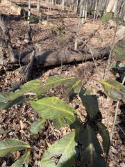Asimina triloba