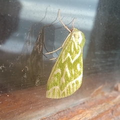 Dichroma equestralis