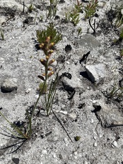 Tritoniopsis parviflora