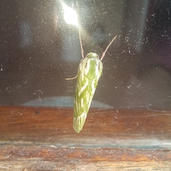 Dichroma equestralis