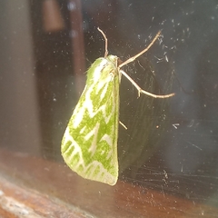 Dichroma equestralis