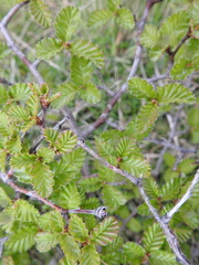 Nothofagus pumilio