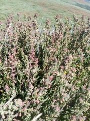 Extriplex californica