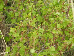 Ribes magellanicum