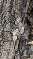 Cerrena unicolor