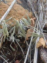 Actiniopteris radiata